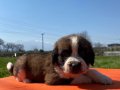 Saint bernard bebekler 