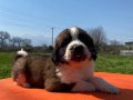 Saint bernard bebekler 