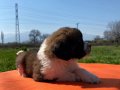 Saint bernard bebekler 