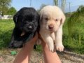üst düzey labrador bebekler 