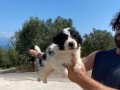 koyu merle border colie bebeklerimiz