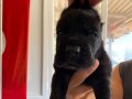 asaletli siyah cane corso yavrularımız
