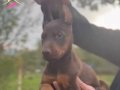 siyah kızıl king doberman bebekler 