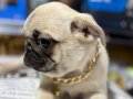 pug 0 burun şirin bebekler