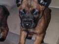 Malinois Belçika  koruma kurdu yavruları