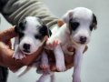 harika kısa jack russel bebekler 