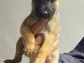 siyah maskeli malinois bebekler