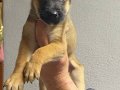 siyah maskeli malinois bebekler