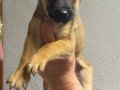 siyah maskeli malinois bebekler