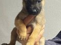 siyah maskeli malinois bebekler