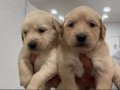 baby face golden bebekler