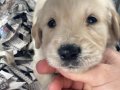baby face golden bebekler