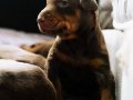 KİNG DOBERMAN YAVRULARIMIZ