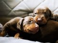 KİNG DOBERMAN YAVRULARIMIZ
