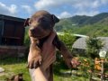 KİNG DOBERMAN YAVRULARIMIZ