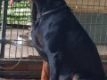 KİNG DOBERMAN YAVRULARIMIZ