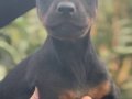 KİNG DOBERMAN YAVRULARIMIZ