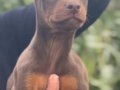KİNG DOBERMAN YAVRULARIMIZ