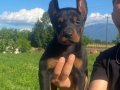 KİNG DOBERMAN YAVRULAR