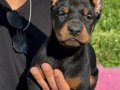KİNG DOBERMAN YAVRULAR