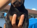KİNG DOBERMAN YAVRULAR