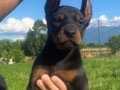 KİNG DOBERMAN YAVRULAR