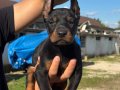 KİNG DOBERMAN YAVRULAR