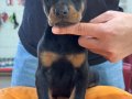 KİNG DOBERMAN YAVRULAR