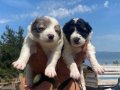harika border collie bebekler