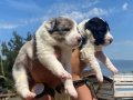 harika border collie bebekler