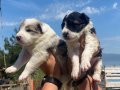 harika border collie bebekler