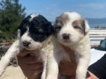 harika border collie bebekler