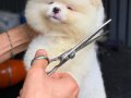 pomerian boo yavrumuz
