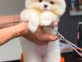pomerian boo yavrumuz