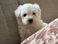 harika maltese bebeklerim
