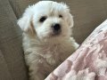 harika maltese bebeklerim
