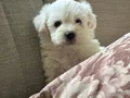 harika maltese bebeklerim