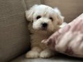 harika maltese bebeklerim