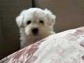 harika maltese bebeklerim