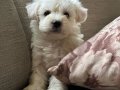 harika maltese bebeklerim