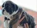 Üst düzey ingiliz bulldog bebeğimiz