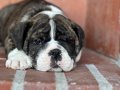 Üst düzey ingiliz bulldog bebeğimiz