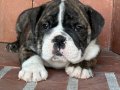 Üst düzey ingiliz bulldog bebeğimiz