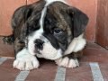 Üst düzey ingiliz bulldog bebeğimiz