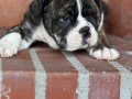 Üst düzey ingiliz bulldog bebeğimiz