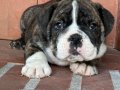 Üst düzey ingiliz bulldog bebeğimiz