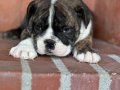 Üst düzey ingiliz bulldog bebeğimiz