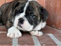 Üst düzey ingiliz bulldog bebeğimiz