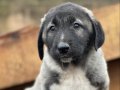 koca cüsseli kangal bebekler