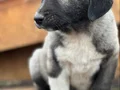 koca cüsseli kangal bebekler